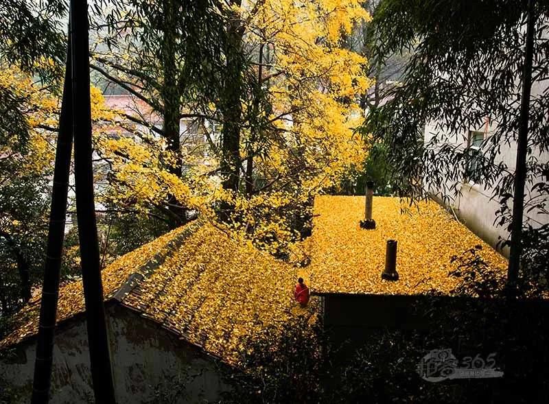 黃葉紛飛、夕陽(yáng)晚照.jpg 黃葉紛飛、夕陽(yáng)晚照.jpg